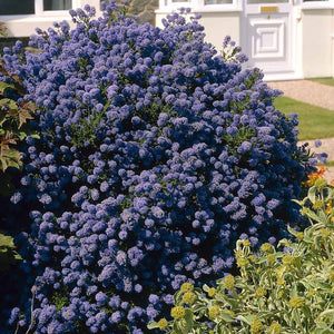 Ceanothus impressus 'Puget Blue' - Puget Blue Santa Barbara Ceanothus