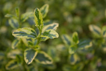 Load image into Gallery viewer, Ceanothus thyrsiflorus 'El Dorado'
