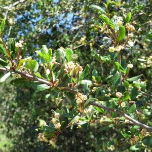 Cercocarpus minutiflorus - San Diego Mountain Mahogany