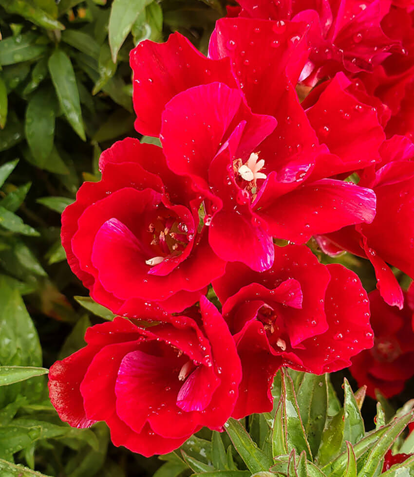 Clarkia amoena 'Scarlet' - Scarlet Farewell to Spring