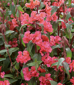 Clarkia elegans 'Salmon Queen' - Salmon Queen Elegant Clarkia