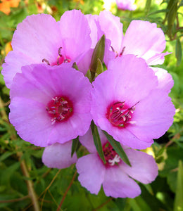 Clarkia rubicunda blasdalei - Ruby Chalice Clarkia