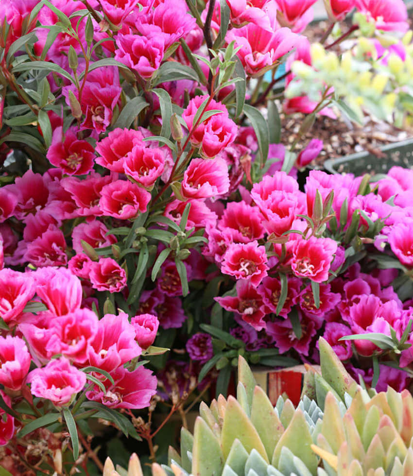 Clarkia rubicunda 'Shamini' - Shamini Clarkia – Santa Barbara Botanic ...