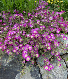 Clarkia speciosa ssp. immacula - Pismo Clarkia