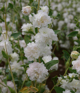 Clarkia unguiculata 'Mountian Garland White' - White Elegant Clarkia