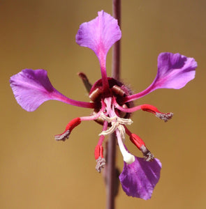 Clarkia unguiculata - Elegant Clarkia