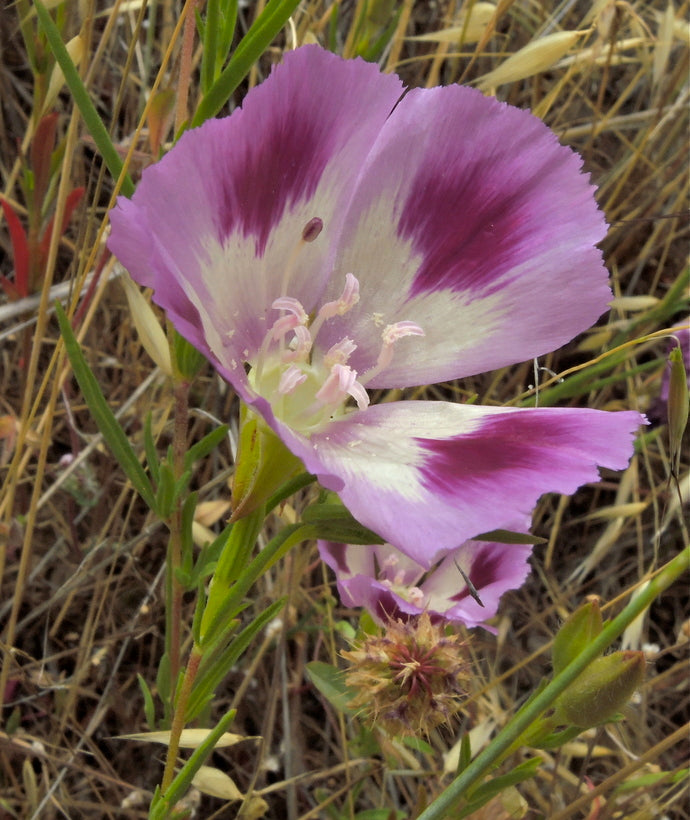 Clarkia williamsonii - Fort Miller Clarkia