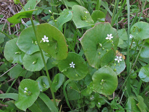 Claytonia perfoliata - Miner's Lettuce