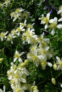 Clematis lasiantha - Chaparral Clematis