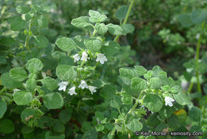 Clinopodium chandleri - San Miguel Savory