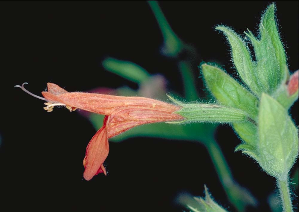 Clinopodium mimuloides - Monkeyflower Savory