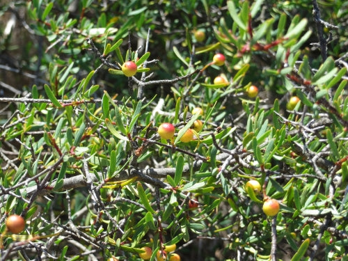 Cneoridium dumosum - Bush Rue