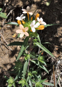 Collomia grandiflora - Large-Flowered Collomia