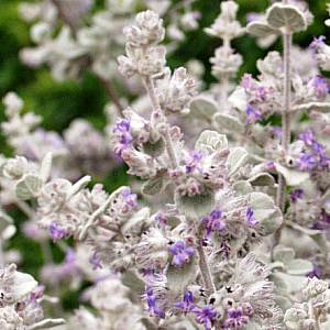 Condea emoryi 'Silver Lining' - Desert Lavender