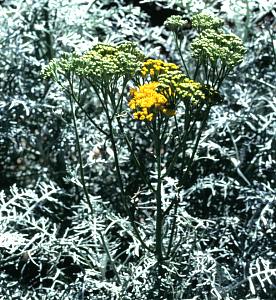 Constancea nevinii 'Canyon Silver' - Canyon Silver Catalina Silverlace