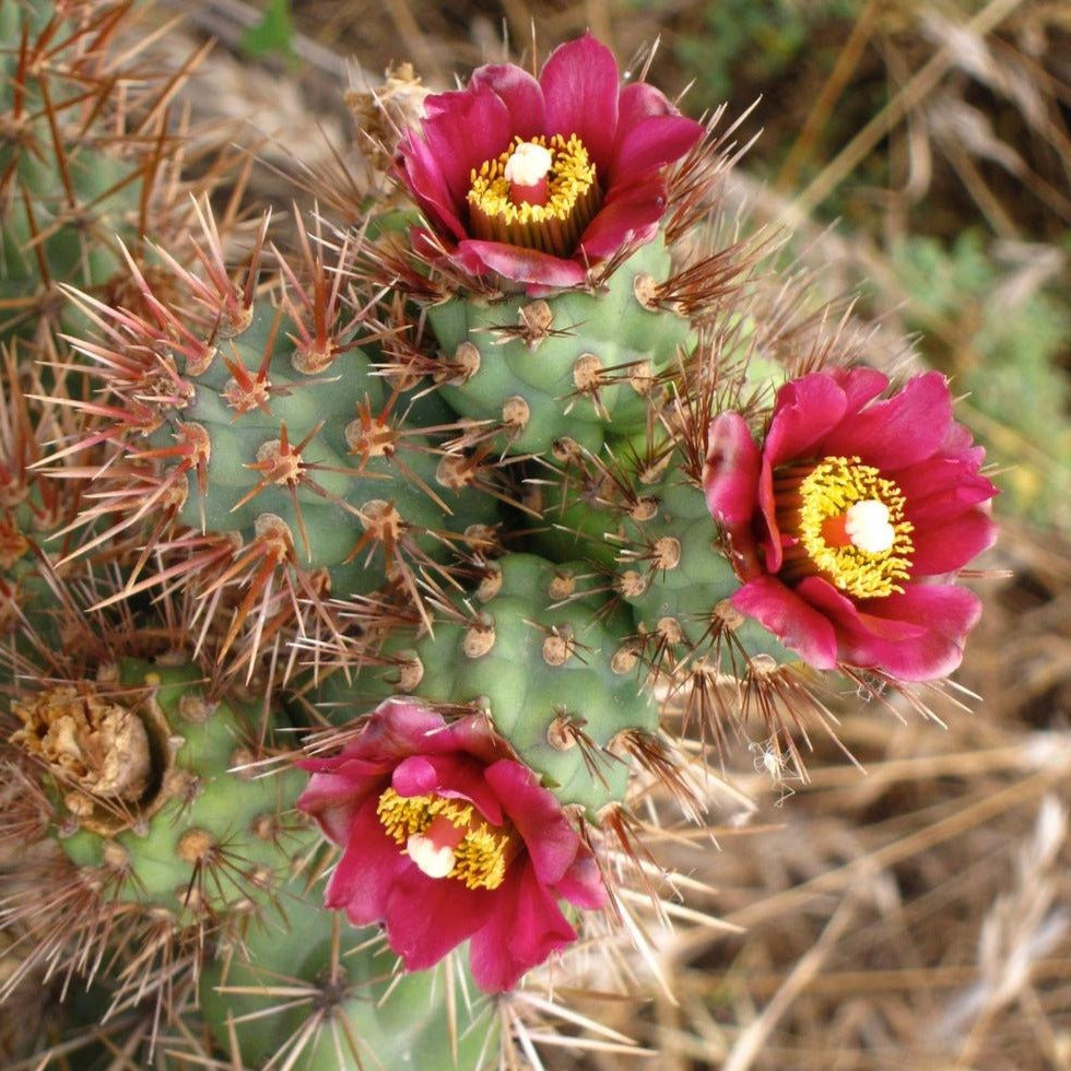 Cylindropuntia prolifera - Coastal Cholla