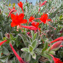 Load image into Gallery viewer, Epilobium canum 'Everett's Choice'-Everett's Choice California Fuchsia
