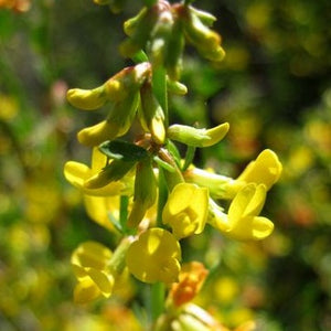 Acmispon glaber - Deerweed