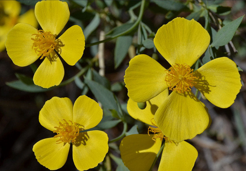 Dendromecon rigida - Bush Poppy