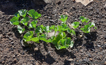 Load image into Gallery viewer, Dichondra occidentalis - Western Dichondra
