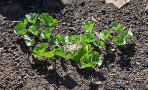 Dichondra occidentalis - Western Dichondra