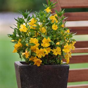 Diplacus Burst™ 'Lemon' - Burst Lemon Monkeyflower