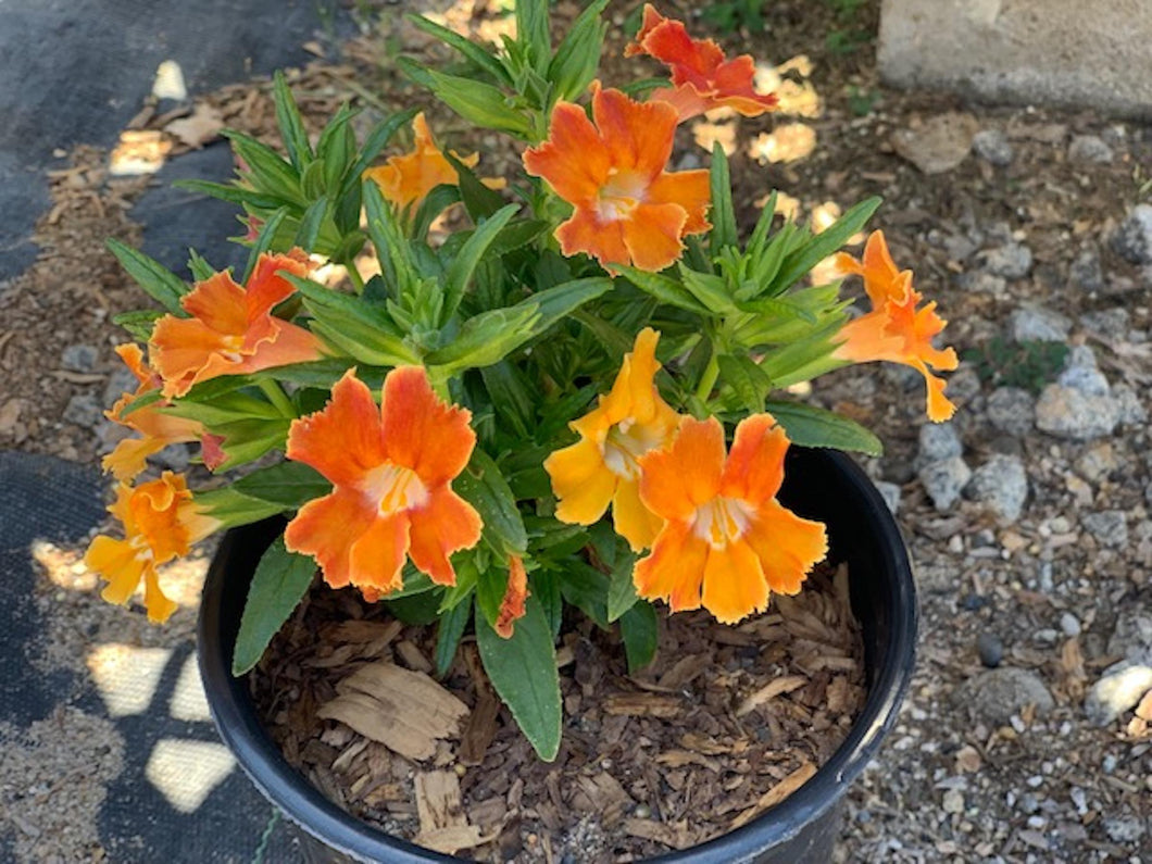 Diplacus Burst™ 'Orange' - Burst Orange Monkeyflower