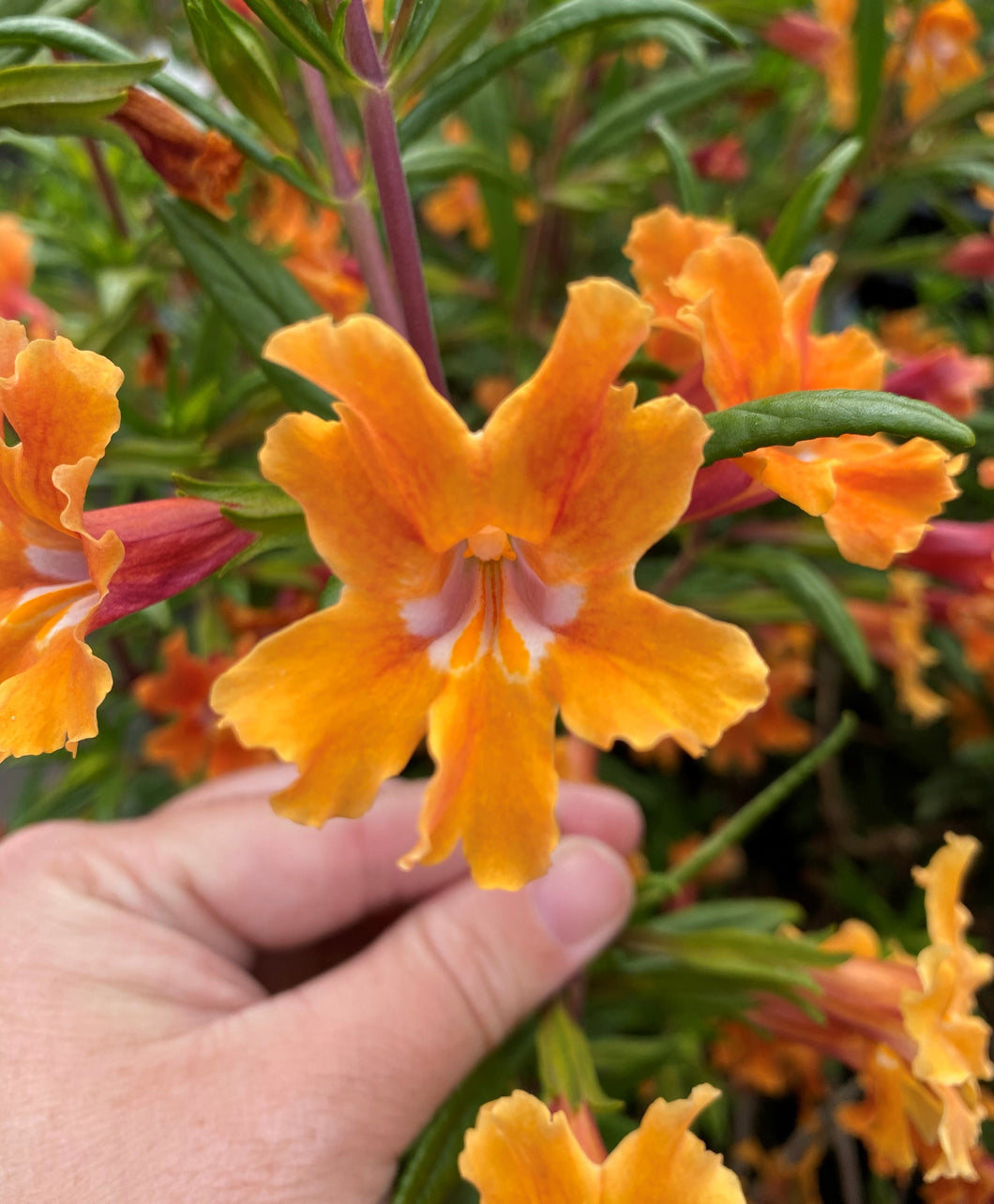 Diplacus 'California Sunrise' - California Sunrise Monkeyflower