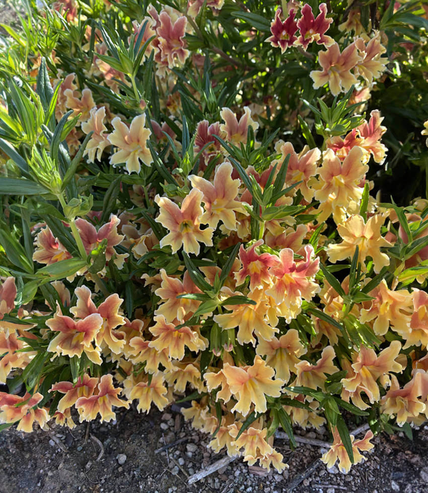 Diplacus 'Changeling' - Changeling Monkeyflower