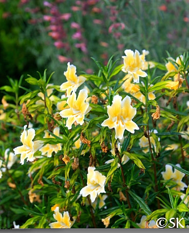 Diplacus 'Eleanor' - Eleanor Monkeyflower