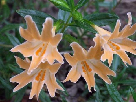 Diplacus grandiflorus (creamy yellow) - Showy Monkeyflower 'Creamy Yellow'