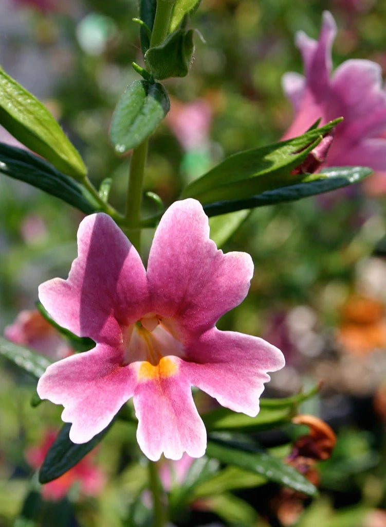 Diplacus Jelly Bean™ 'Purple Pink' - Jelly Bean Purple Pink Monkeyflower