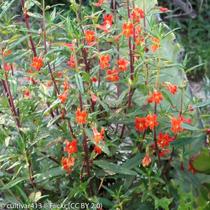 Diplacus puniceus - Red Bush Monkeyflower