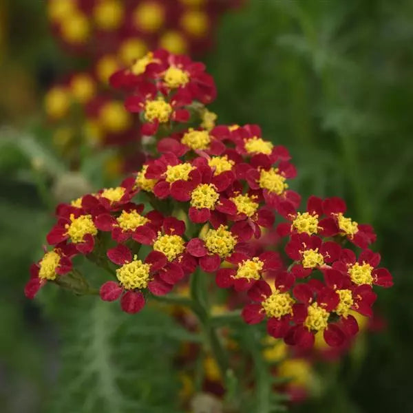 Achillea millefolium Milly Rock™ 'Red' - Milly Rock Red Yarrow