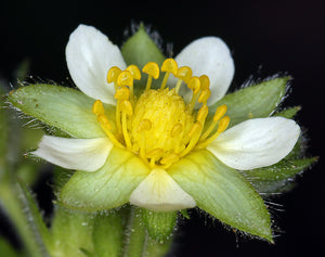 Drymocallis glandulosa - Sticky Cinquefoil