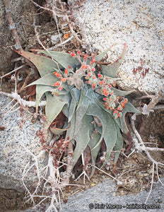 Dudleya arizonica - Arizona Chalk Dudleya