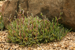 Dudleya attenuata - Tapertip Liveforever