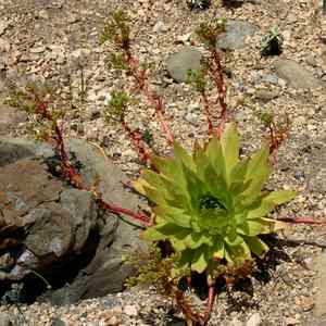 Dudleya brittonii (green form) - Giant Chalk Dudleya