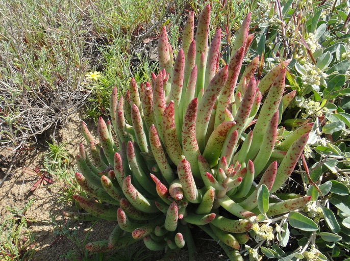 Dudleya edulis - Fingertips