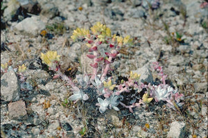 Dudleya gnoma - Munchkin Liveforever