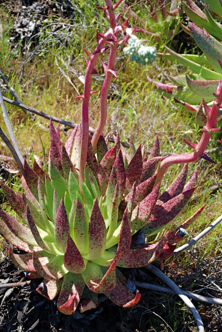 Dudleya ingens - Baja Rock Liveforever