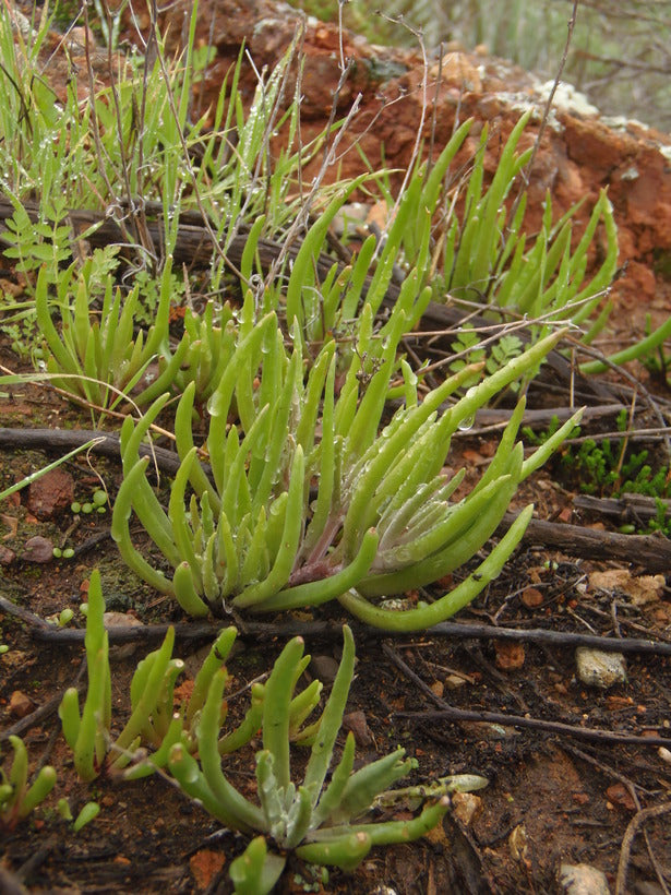 Dudleya multicaulis - Many Stemmed Dudleya