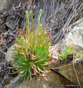 Dudleya viscida - Sticky Dudleya