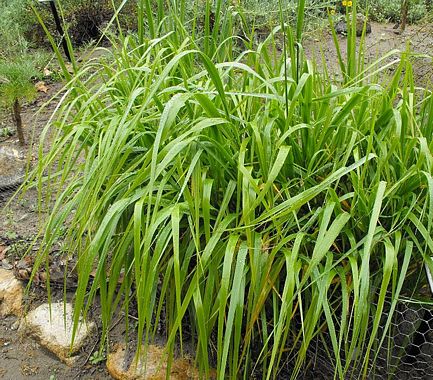 Elymus condensatus - Giant Wild Rye