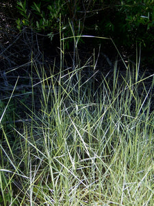 Elymus glaucus - Blue Wild Rye