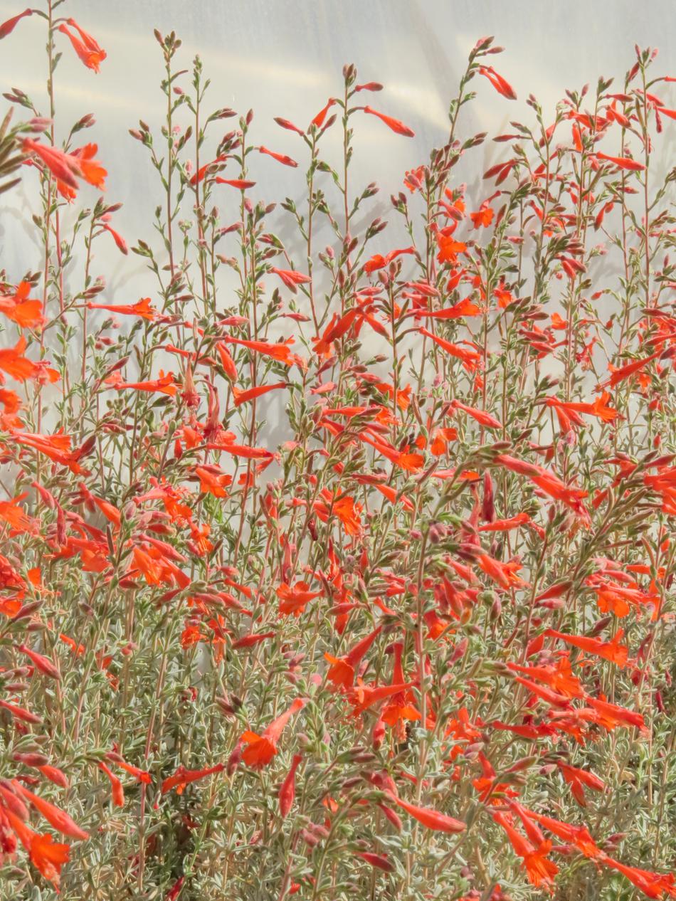 Epilobium canum 'Bert's Bluff' - Bert's Bluff California Fuchsia