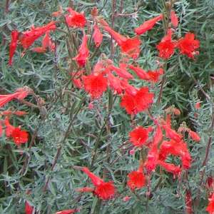 Epilobium 'Bowman's #1' - Bowman's California Fuchsia