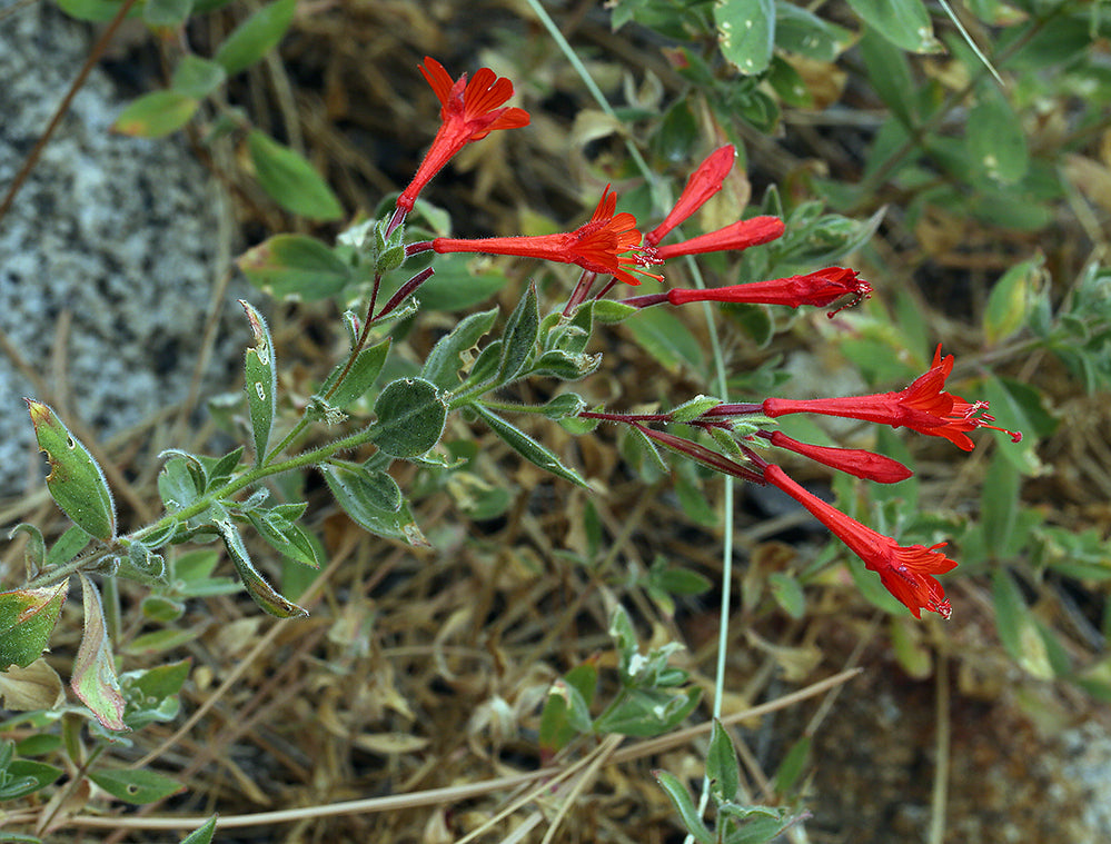 Epilobium canum - California Fuchsia