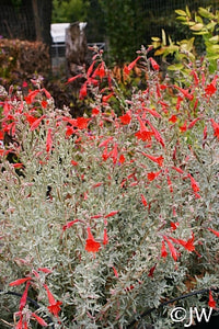 Epilobium canum 'Carman's Grey' - Carman's Grey California Fuchsia