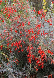 Epilobium canum 'Catalina' - Catalina Fuchsia